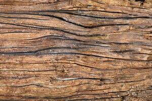 texture of wood photo