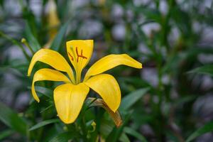 de cerca de el amarillo lirio flor es floreciente en el jardín foto