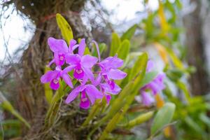 de cerca de hermosa púrpura orquídeas. foto