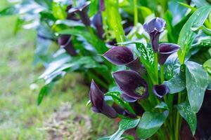 Close-up of black lily flowers in garden. photo