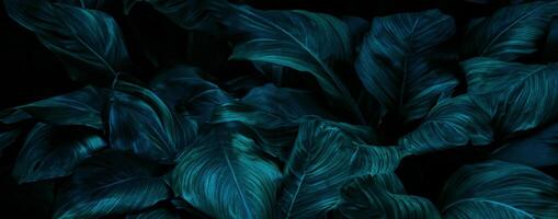 abstract green leaf texture, tropical leaf foliage nature dark green background photo