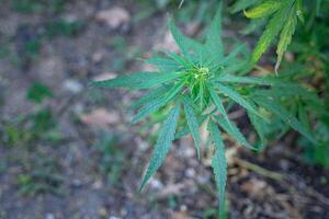 Close-up of cannabis plant growing from the soil. Hemp green leaves for medical photo