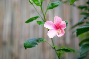 Pink Hibiscus flower in the garden on a green background photo