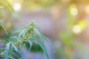 Close-up of cannabis plant growing from the soil. Hemp green leaves for medical photo