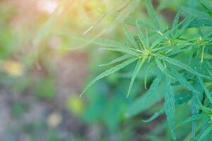 Close-up of bush flowering herb cannabis in farmland for medical with sunlight background photo