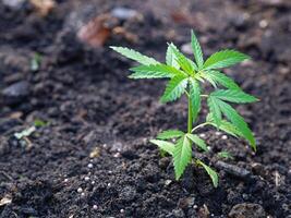 Side view of marijuana plant growing from the soil. Hemp green leaves for medical. Space for text. Farm cannabis plantation concept photo