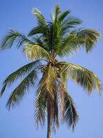 de cerca de el Coco árbol con azul cielo como un hermosa antecedentes. foto