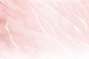 Beautiful line soft pink feather pattern texture background photo