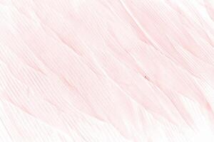 Beautiful line soft pink feather pattern texture background photo