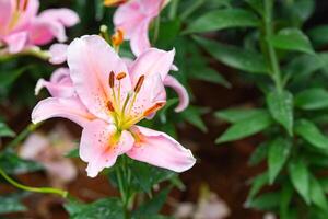 de cerca de rosado lirio flores son floreciente en el jardín. foto