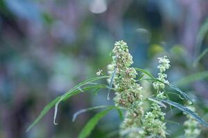 Close-up of bush flowering herb hemp in farmland for medical. Space for text. Concept breeding of marijuana, cannabis, legalization photo