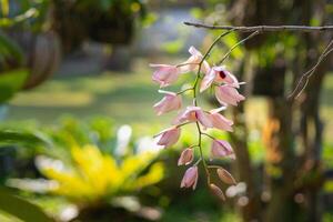 orquídeas flor son acerca de a floreciente en el jardín foto