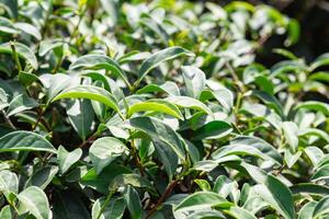 Close-up of green tea leaves in tea plantation photo