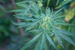 Close-up of cannabis plant growing from the soil. Hemp green leaves for medical photo