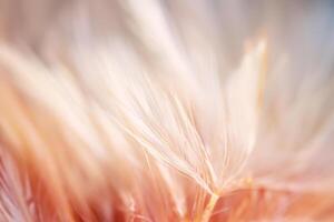 Pastel colored of chicken feathers in soft and blur style for the background photo