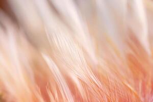 Pastel colored of chicken feathers in soft and blur style for the background photo