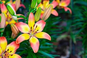 Close-up of colorful lily flower are blooming in the garden photo