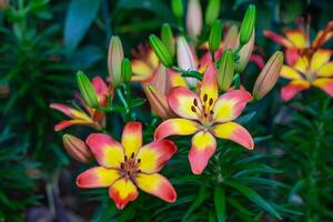 Close-up of colorful lily flower are blooming in the garden photo