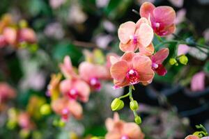 Close-up of beautiful orchids are blooming in the garden photo