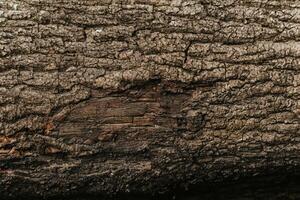 textura de el arboles en el bosque foto