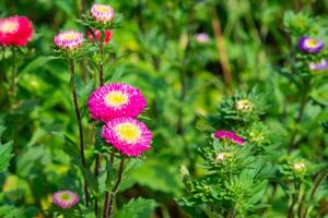 Close-up Of Everlasting flowers or Straw flowers. Helichrysum bracteatum flowers. photo