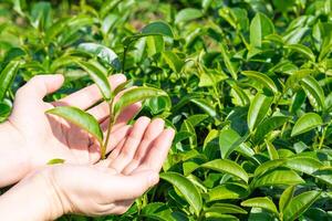 Close-up of hands woman holding green tea leaves at tea plantation. photo