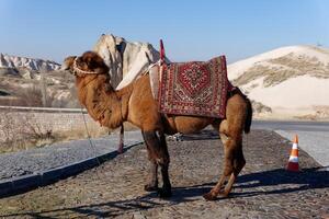 A camel on the side of the road in Cappadocia, Turkey. Camel Riding, one of the many experiences in Cappadocia. photo