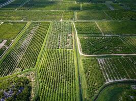 Aerial drone view of lush green agricultural fields. photo