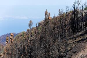 Burned forest. Dark land and black trees caused by fire. Forest fire. Climate change, ecology and land. photo