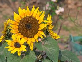 Close-up of sunflower are blooming in the garden photo