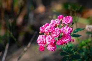 de cerca de miniatura rosado rosas flor floreciente con natural antecedentes foto