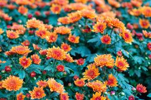 naranja crisantemo flores son floreciente en el jardín foto