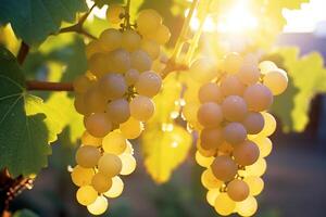 AI generated Grapes fruit background photo