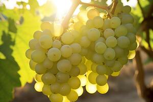 AI generated Grapes fruit background photo