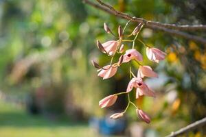 orquídeas flor son acerca de a floreciente en el jardín foto