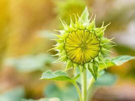 Close-up of sunflower are blooming on sunlight in garden photo