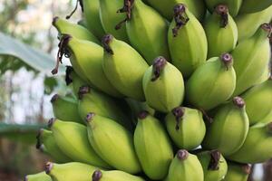 de cerca crudo plátano en el árbol con selectivo atención foto