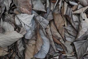 Dried Teak Leaves on The Ground photo