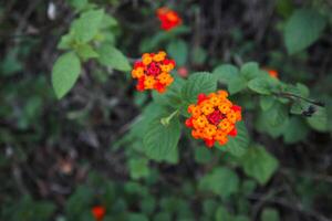 Lantana camara L. commonly named Lantana, Common Lantana, Shrub Verbena, Spanish Flag, Tick Berry, Bunga Tahi Ayam, Bunga Pagar photo