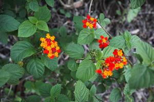 Lantana camara L. commonly named Lantana, Common Lantana, Shrub Verbena, Spanish Flag, Tick Berry, Bunga Tahi Ayam, Bunga Pagar photo