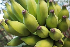 Closeup Raw Banana on The Tree With Selective Focus photo