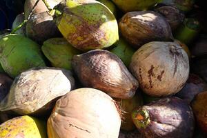 Unpeeled Coconuts with Different Ripeness photo