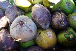 Unpeeled Coconuts with Different Ripeness photo