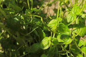 Peperomia pellucida or Shiny bush, pepper elder. Herbal plant photo