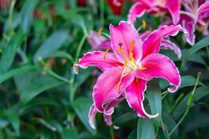 de cerca de rosado lirio flor en jardín. foto