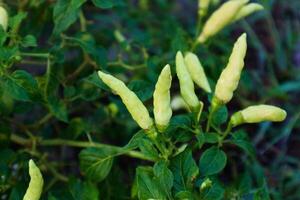 maduro blanco chiles en el árbol foto