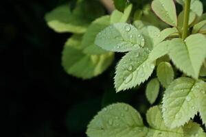 Rocío gotas en blanco hojas, Rosa hoja foto