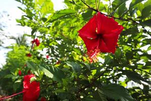 hibisco rosa-sinensis, comúnmente llamado chino hibisco. rojo flores en el árbol foto