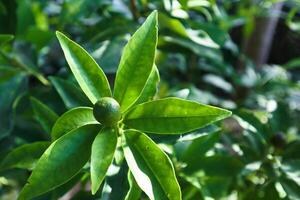 Triphasia Trifolia or Commonly Named Jeruk Kingkit in Indonesia photo