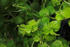 Peperomia pellucida or Shiny bush, pepper elder. Herbal plant photo